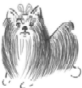 Copyright dibujo: Estrella Cardona Gamio