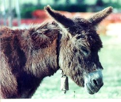 MOLI - Copyright de la foto: ASOCIACIÓN AMIGOS DEL BURRO - ¡haz clic para visitar su página!