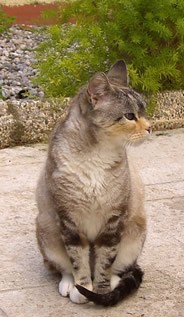 Tai en el jardín