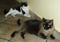 Dumka y Batman