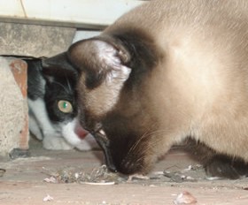 Dumka y Batman