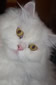 Gordi, la gatita