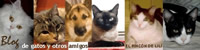 Blog de gatos y otros amigos de El rincón de Lilí