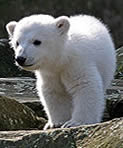 KNUT EL OSO POLAR