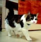 El  gato &Oacute;scar