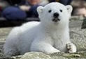 Knut